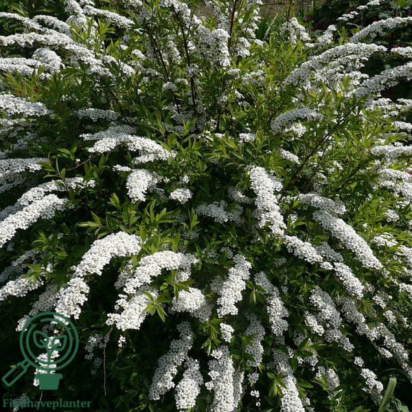 Spiraea cinerea ’Grefsheim’