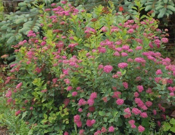 Spiraea densiflora