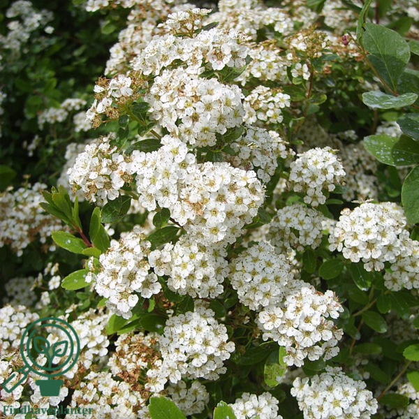 Spiraea nip. ’Snowmound', Spiraea