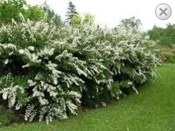 Spiraea nip. ’Snowmound', Spiraea