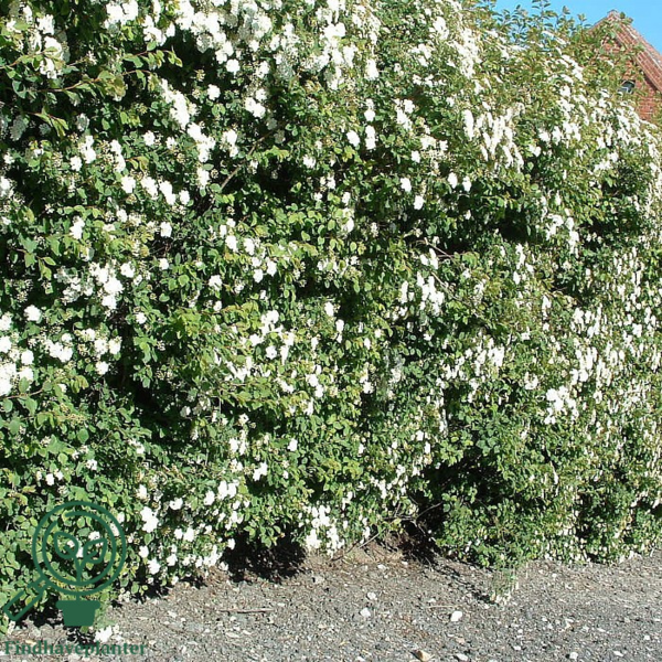 Spiraea vanhouttei, Buketspiraea