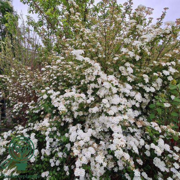 Spiraea vanhouttei, Buketspiraea