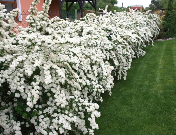 Spiraea vanhouttei, Buketspiraea