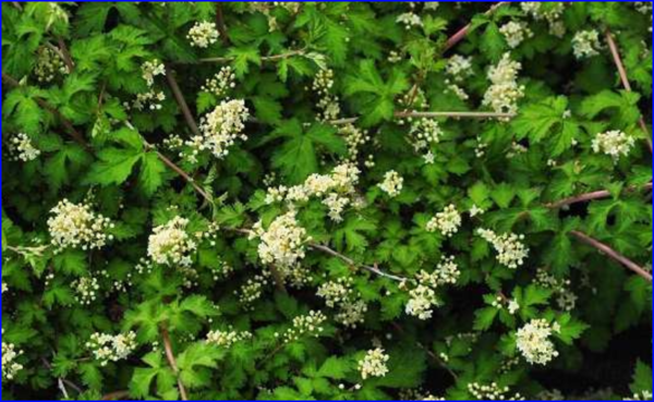 Stephanandra incisa ’Crispa’, Kranstop