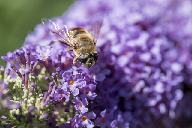 Syringa vulgaris