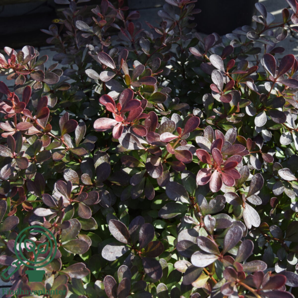 Berberis thunb. 'Atropurpurea Nana', Dværg berberis
