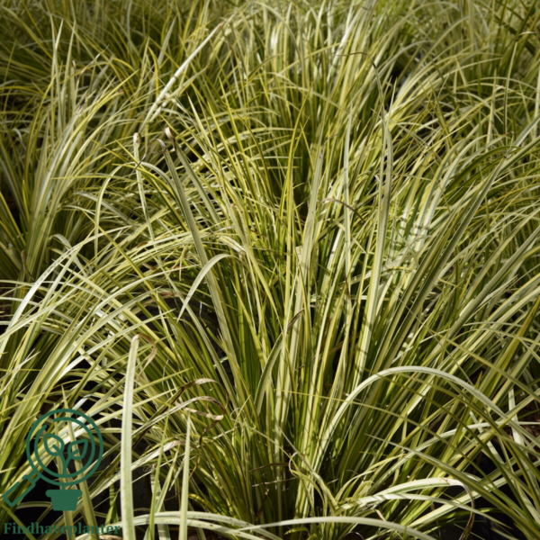 Acorus gramineus 'Ogon', Kalmus