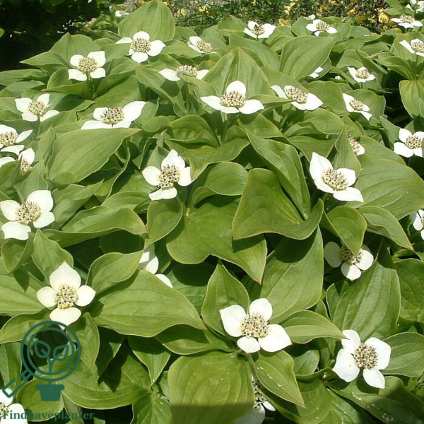 Cornus canandensis, Hønsebær