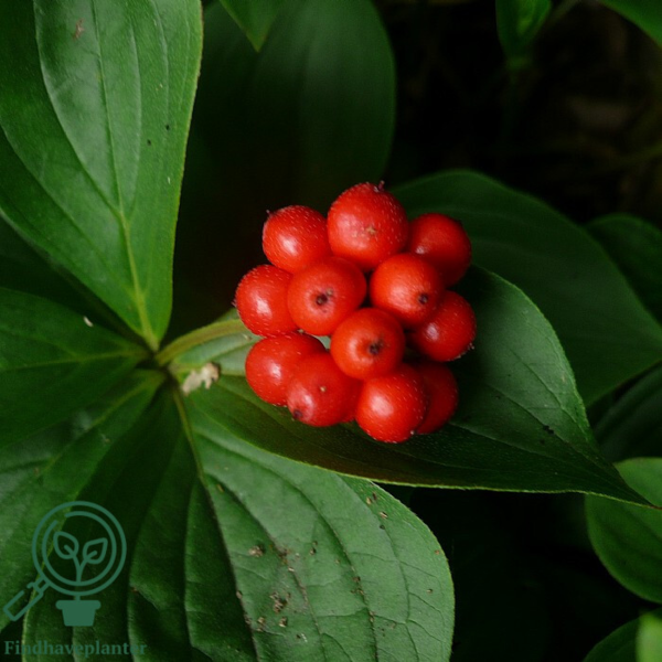 Cornus canandensis, Hønsebær