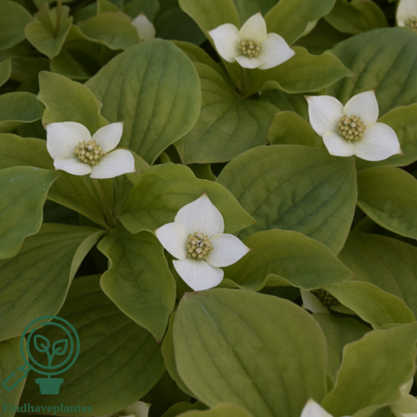 Cornus canandensis, Hønsebær