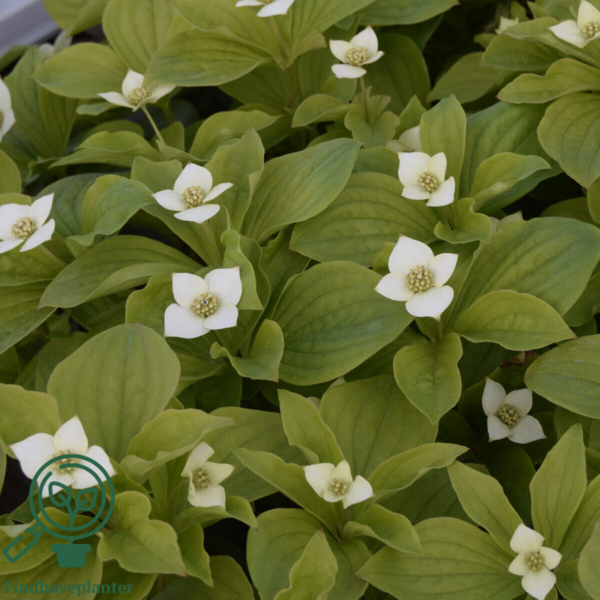 Cornus canandensis, Hønsebær