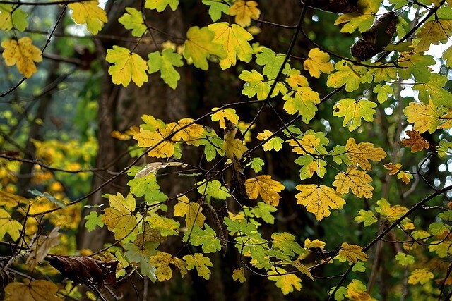 Acer campestre 'Elsrijk', Naur