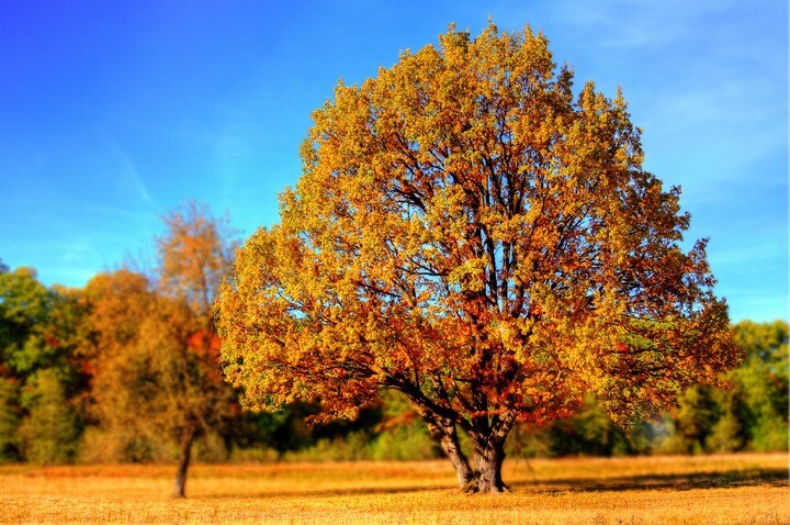 Acer campestre 'Elsrijk', Naur