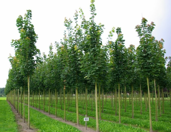 Acer platanoides 'Columnare', Spidsløn