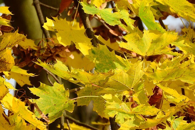 Acer platanoides 'Columnare', Spidsløn