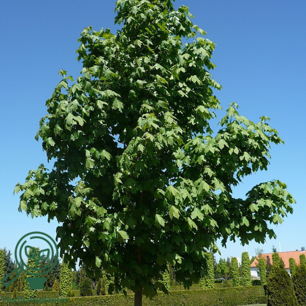 Acer pseudoplatanus, Ahorn, Ær