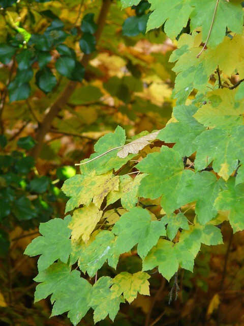 Acer pseudoplatanus, Ahorn, Ær