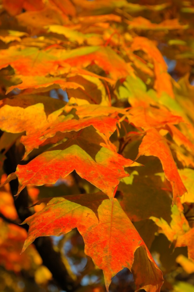 Acer platanoides 'Emerald Queen', Spidsløn