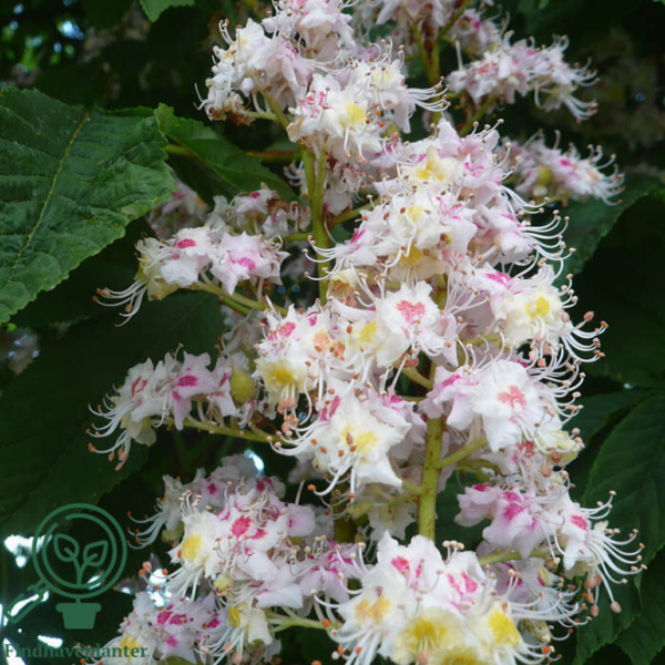 Aesculus hippocastanum, Hestekastanje