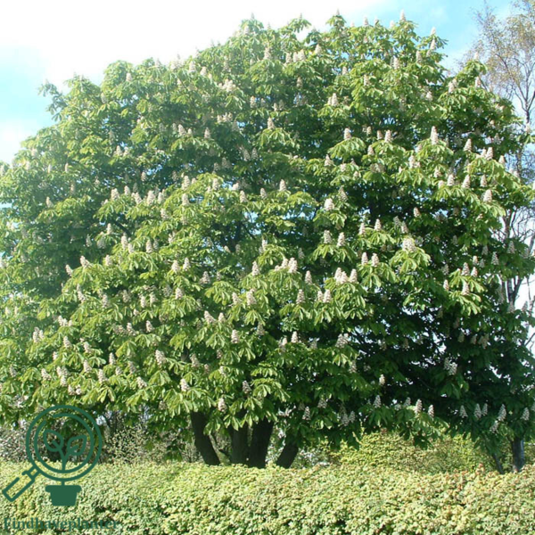 Aesculus hippocastanum, Hestekastanje
