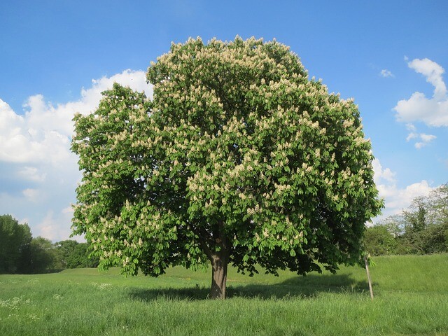 Aesculus hippocastanum, Hestekastanje