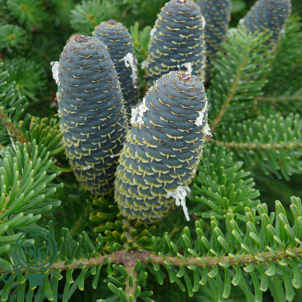 Abies koreana, Koreansk ædelgran