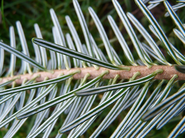 Abies nordmanniana, Ædelgran