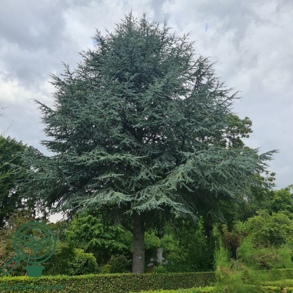Cedrus atlantica 'Glauca', Atlasceder