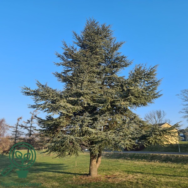 Cedrus atlantica 'Glauca', Atlasceder