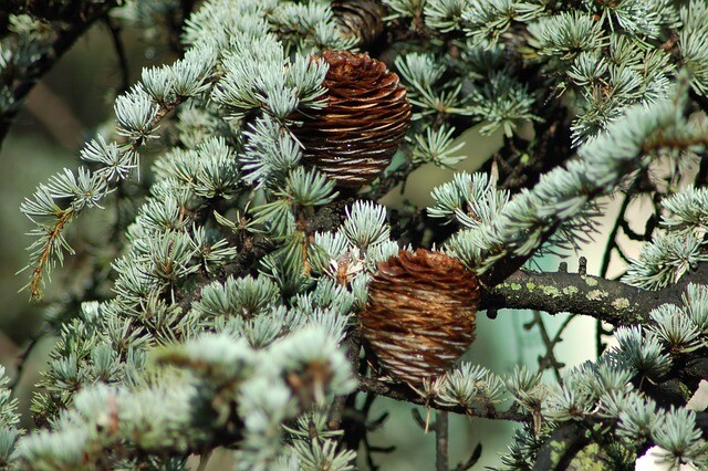 Cedrus atlantica 'Glauca', Atlasceder