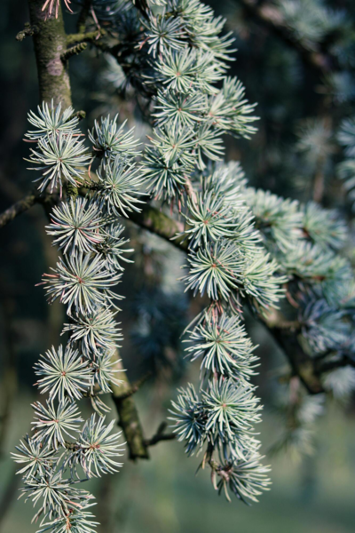 Cedrus atlantica 'Glauca', Atlasceder