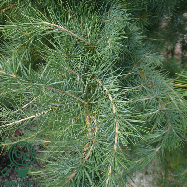 Cedrus deodare, Himalayaceder