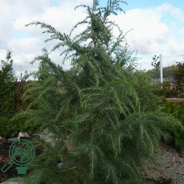 Cedrus deodare, Himalayaceder