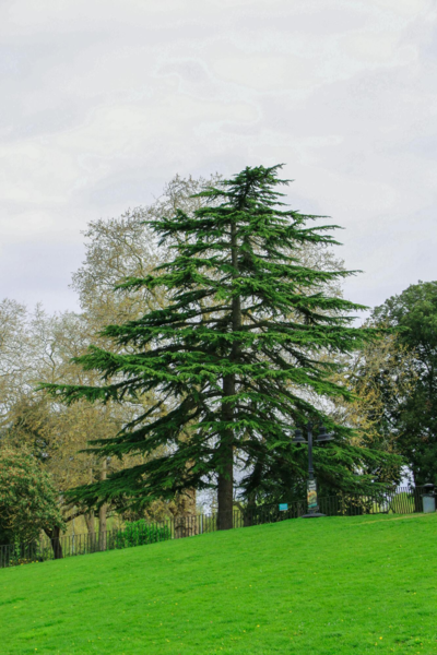 Cedrus deodare, Himalayaceder