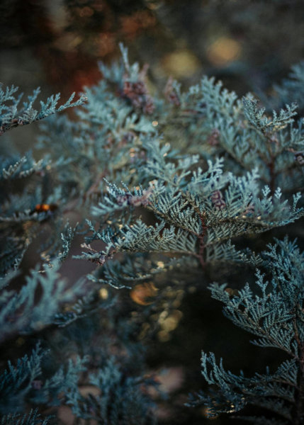 Chamaecyparis lawsoniana 'Columnaris', Blå cypres