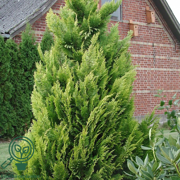 Chamaecyparis lawsoniana 'Ivonne', Gul cypres