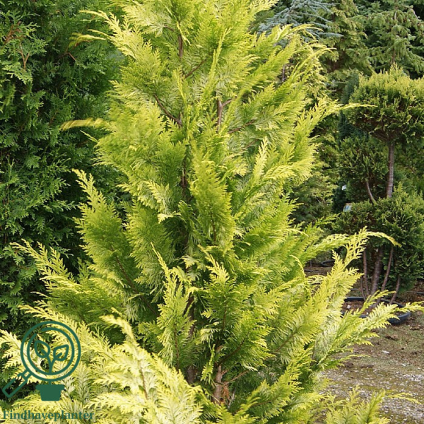 Chamaecyparis lawsoniana 'Ivonne', Gul cypres