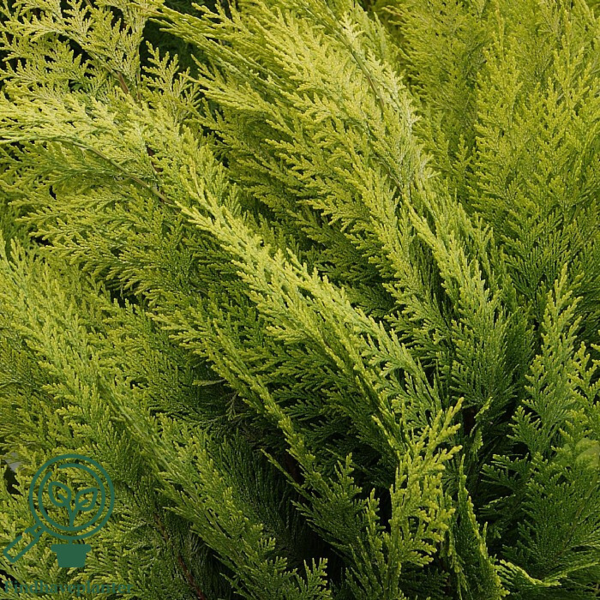 Chamaecyparis lawsoniana 'Ivonne', Gul cypres