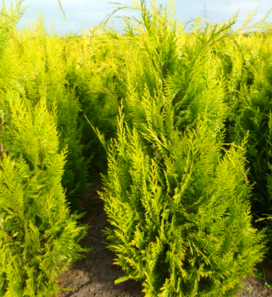 Chamaecyparis lawsoniana 'Ivonne', Gul cypres