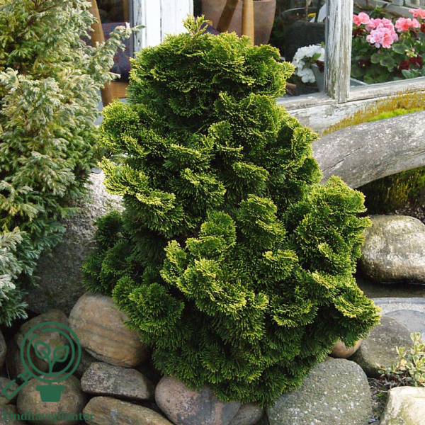 Chamaecyparis obtuse 'Nana Gracilis', sol-cypres