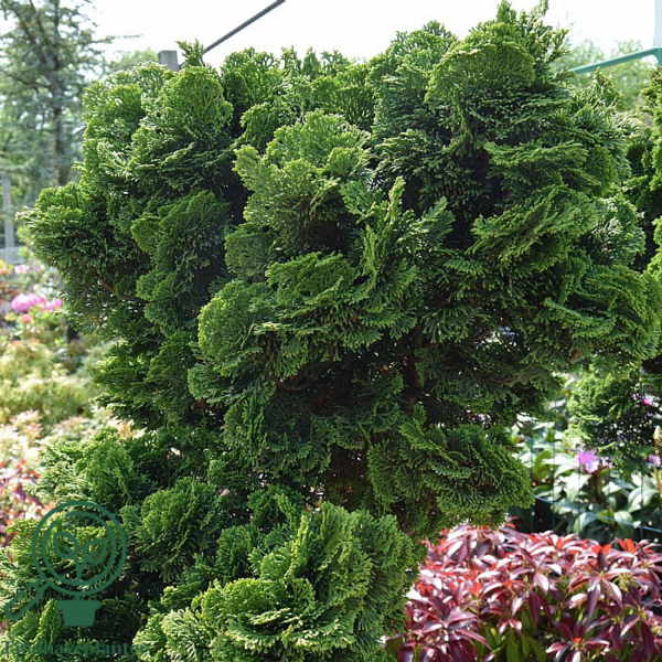 Chamaecyparis obtuse 'Nana Gracilis', sol-cypres