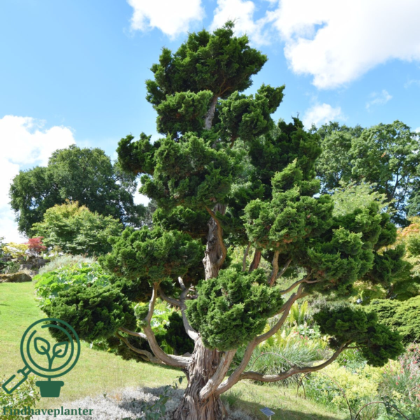 Chamaecyparis obtuse 'Nana Gracilis', sol-cypres