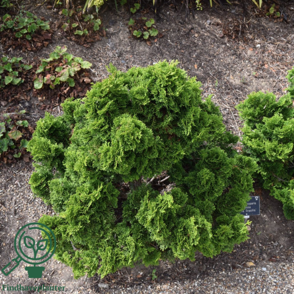 Chamaecyparis obtuse 'Nana Gracilis', sol-cypres