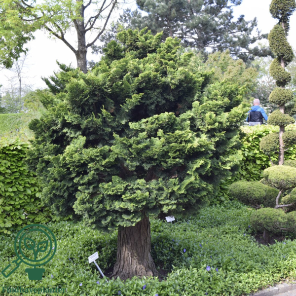 Chamaecyparis obtuse 'Nana Gracilis', sol-cypres