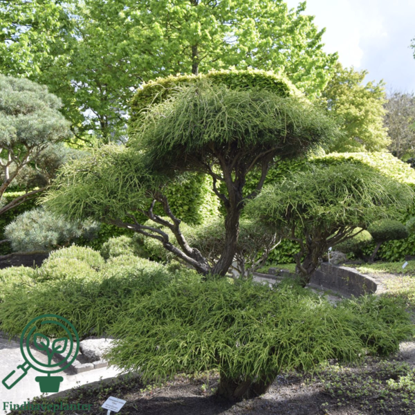 Chamaecyparis pisifera 'Filifera', Tråd-cypres
