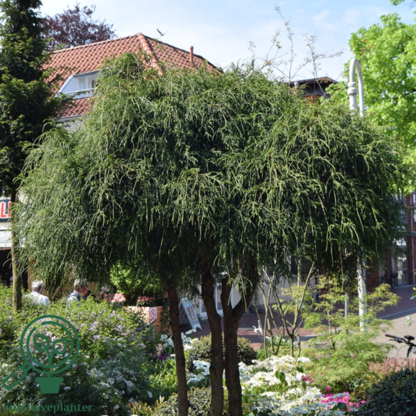 Chamaecyparis pisifera 'Filifera', Tråd-cypres