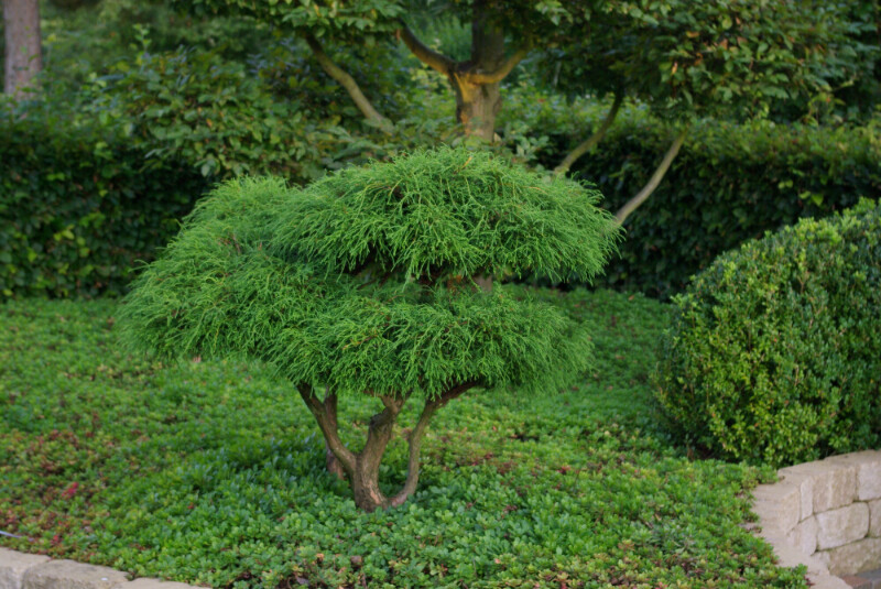 Chamaecyparis pisifera 'Filifera', Tråd-cypres