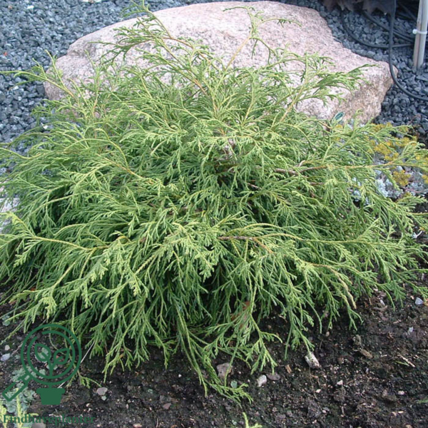 Chamaecyparis pisifera 'Filifera Nana', Tråd-cypres