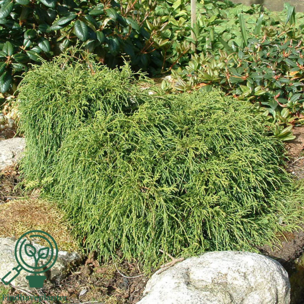 Chamaecyparis pisifera 'Filifera Nana', Tråd-cypres
