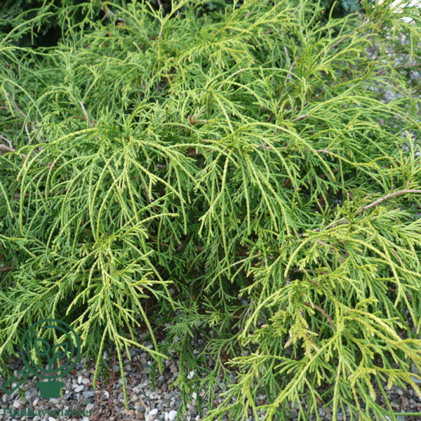 Chamaecyparis pisifera 'Filifera Nana', Tråd-cypres